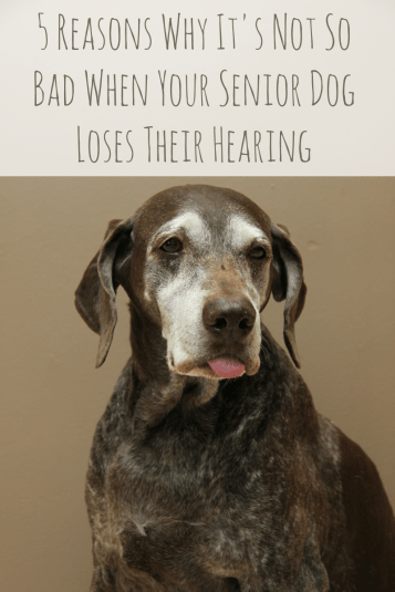 senior-dog-hearing-loss