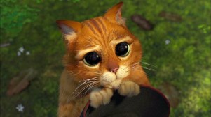 sorrycat